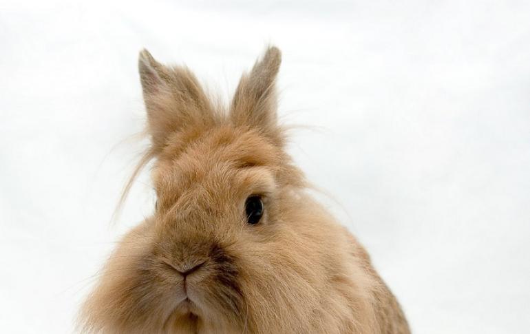 Необычный кролик с пушистой гривой — порода Львиная головка