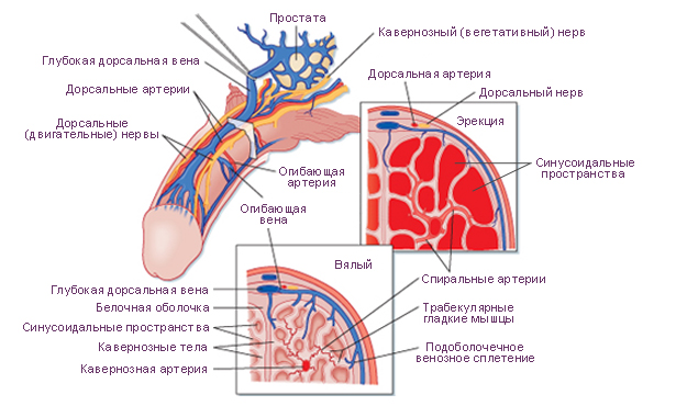 Позвоночное венозное сплетение дисциркуляция Позвоночное венозное сплетение дисциркуляция