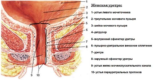 Детрузор мочевого пузыря Детрузор мочевого пузыря