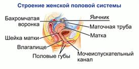 Внутренние половое строение женщины. Женская половая система. Анатомия женской пол системы.