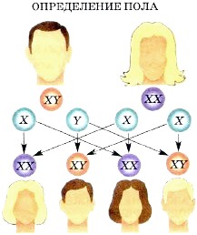 Ген пола. Определение пола у человека. Определение пола схема. Под ребенка по хромосомам. Схема определения пола у человека.