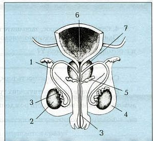 Обозначьте на предложенной диаграмме органы репродуктивной системы мужчины