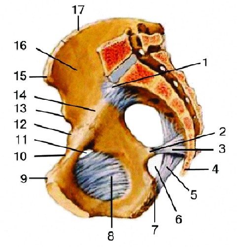 Foramen ischiadicum minus