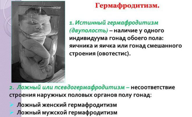 hermaphroditism
